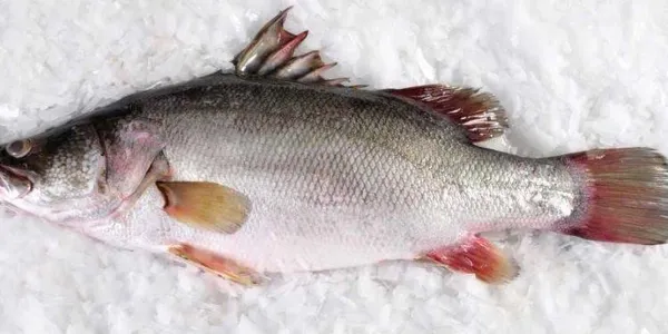 Sambaza Fish